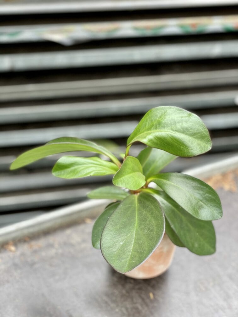 peperomia-obtusifolia-red-margin_7x15-1_1620989710.jpg Zdjęcie rośliny Peperomia obtusifolia Red Margin, ujęcie 1