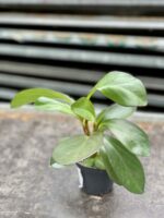 Zdjęcie rośliny Peperomia obtusifolia Red Margin, ujęcie 2