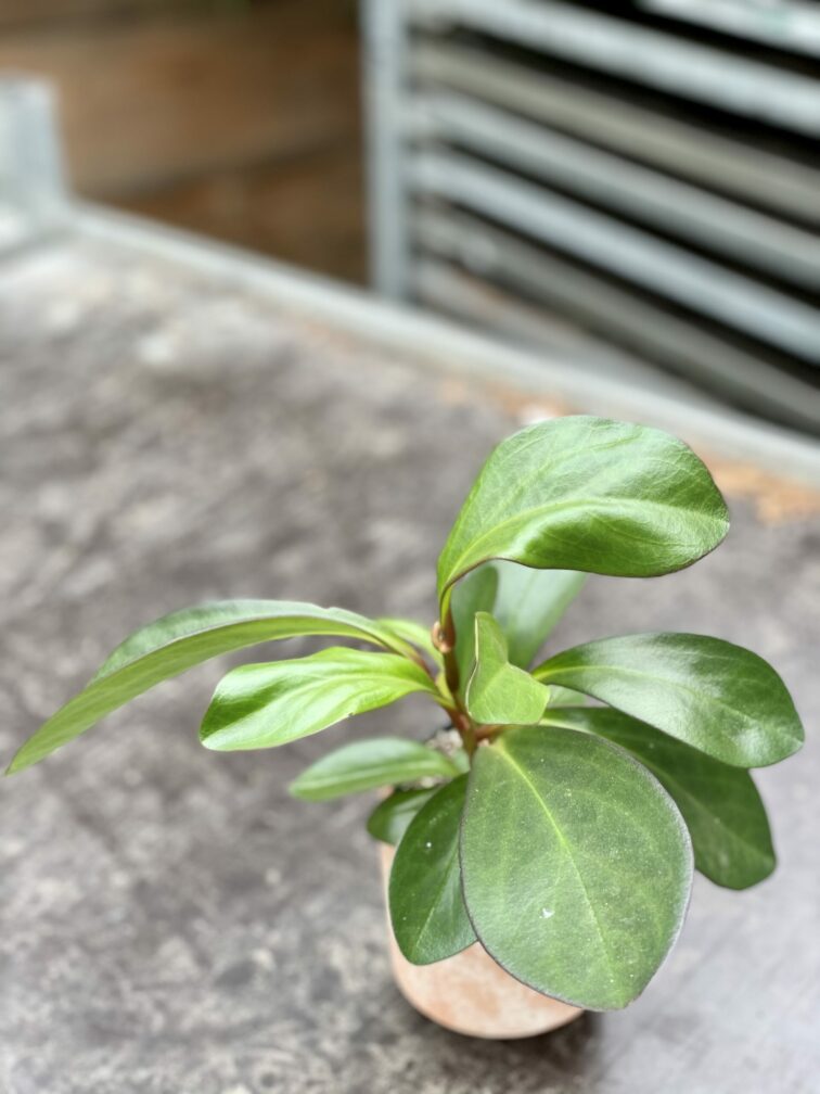 Zdjęcie rośliny Peperomia obtusifolia Red Margin, ujęcie 3