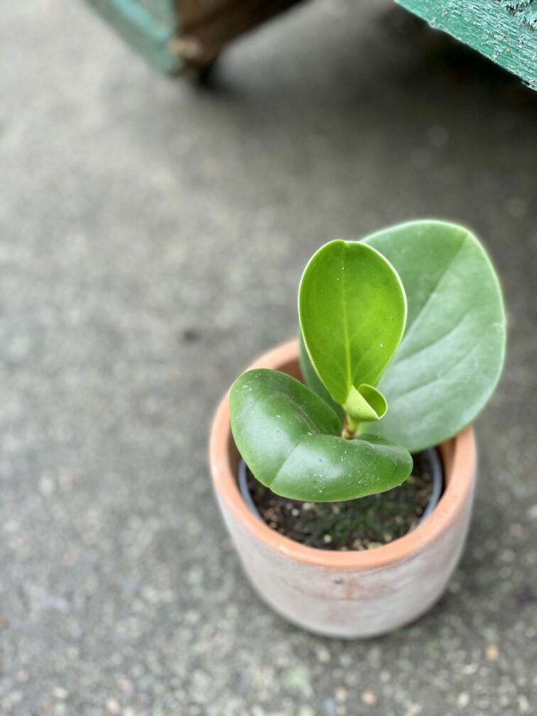 peperomia-obtusifolia_6x14-1_1620372229.jpg Zdjęcie rośliny Peperomia Obtusifolia, ujęcie 1