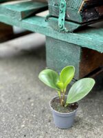 Zdjęcie rośliny Peperomia Obtusifolia, ujęcie 2
