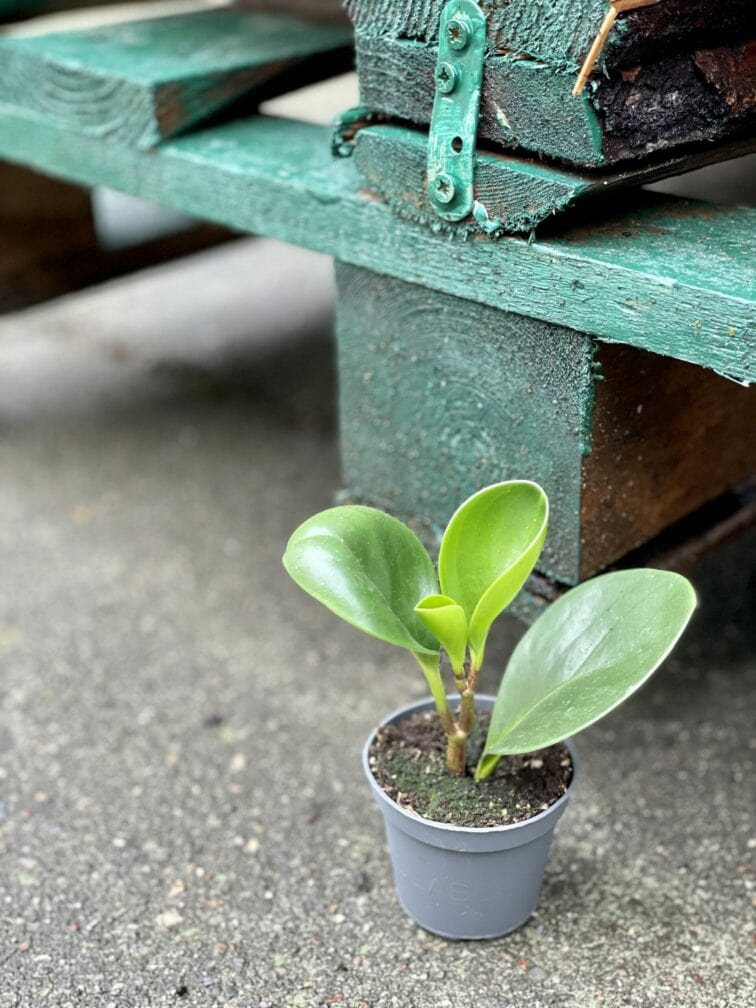 Zdjęcie rośliny Peperomia Obtusifolia, ujęcie 2