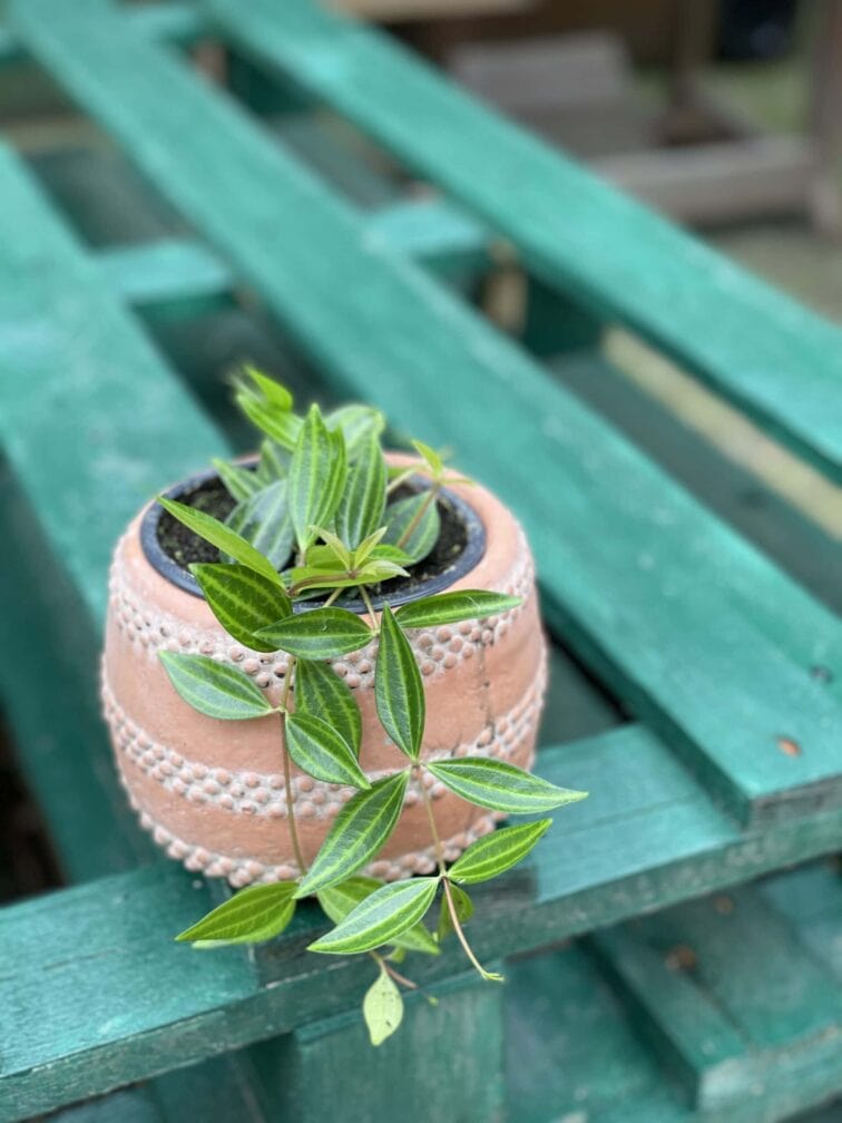 Zdjęcie rośliny Peperomia Rocca Verde, ujęcie 3