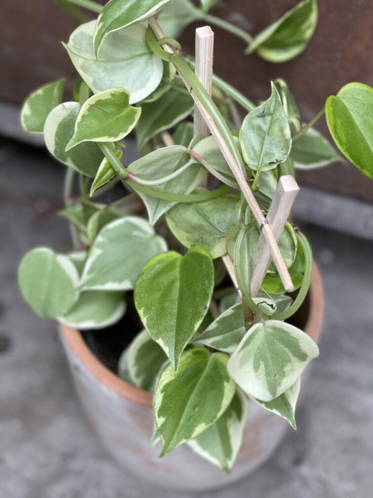 pepperomia-scandens-variegata_11x40-1_1620990747.jpg Zdjęcie rośliny Pepperomia scandens Variegata, ujęcie 1