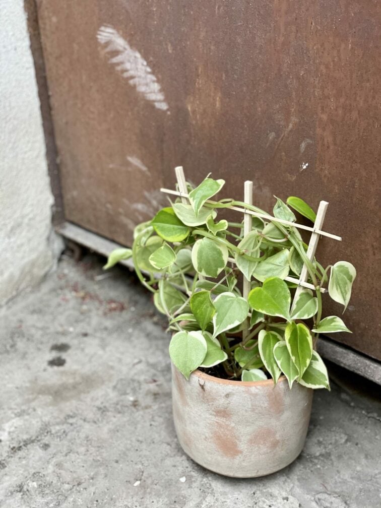 Zdjęcie rośliny Pepperomia scandens Variegata, ujęcie 2