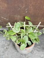 Zdjęcie rośliny Pepperomia scandens Variegata, ujęcie 3