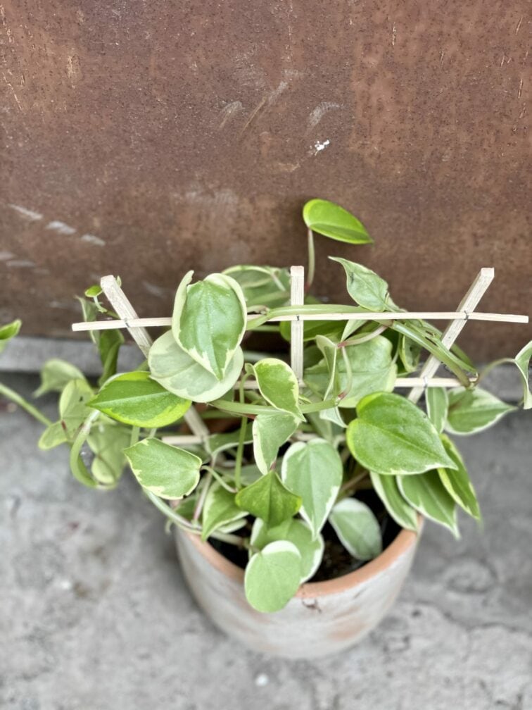 Zdjęcie rośliny Pepperomia scandens Variegata, ujęcie 3