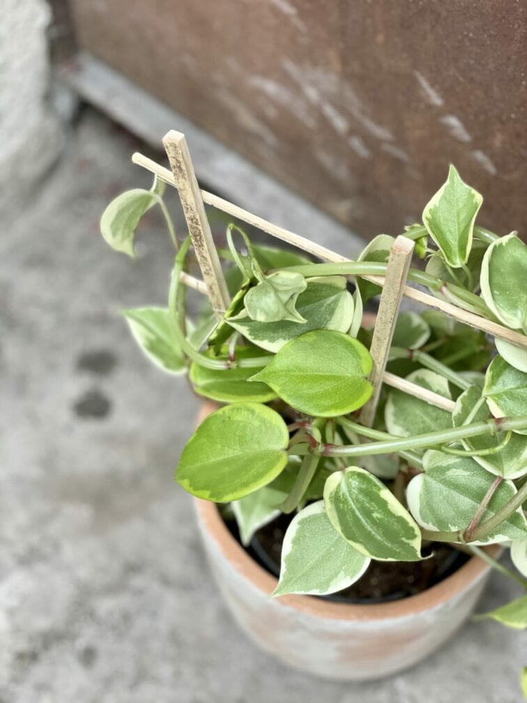 Zdjęcie rośliny Pepperomia scandens Variegata, ujęcie 4