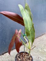 Zdjęcie rośliny Philodendron atabapoense, ujęcie 1
