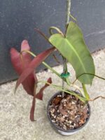 Zdjęcie rośliny Philodendron atabapoense, ujęcie 2