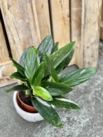 Zdjęcie rośliny Philodendron Cobra, ujęcie 1