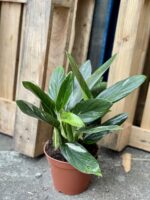 Zdjęcie rośliny Philodendron Cobra, ujęcie 2
