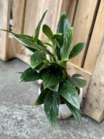 Zdjęcie rośliny Philodendron Cobra, ujęcie 3
