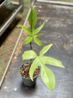 Zdjęcie rośliny Philodendron Florida Ghost, ujęcie 1