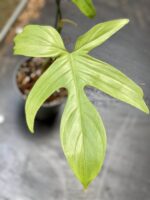 Zdjęcie rośliny Philodendron Florida Ghost, ujęcie 2