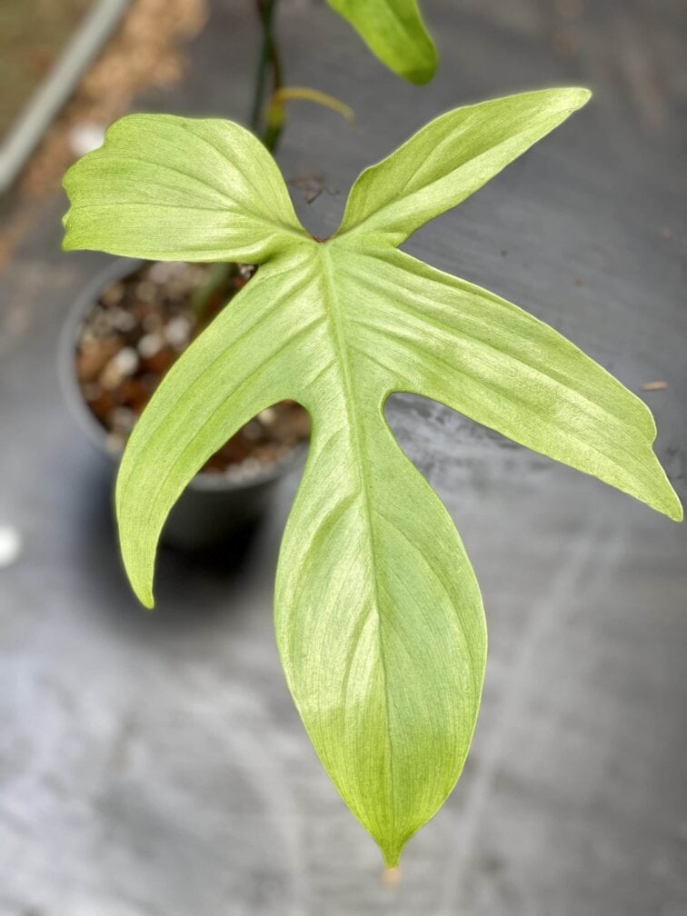 Zdjęcie rośliny Philodendron Florida Ghost, ujęcie 2