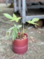 Zdjęcie rośliny Philodendron Florida Ghost, ujęcie 1