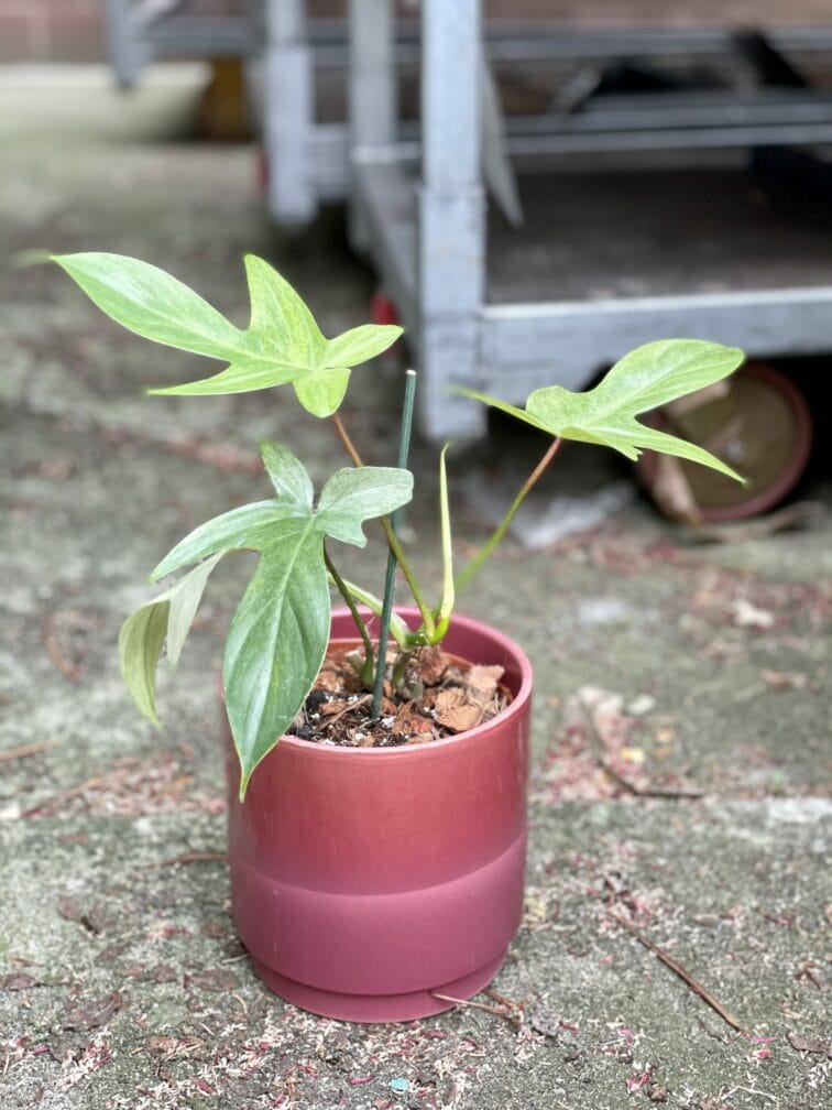 Zdjęcie rośliny Philodendron Florida Ghost, ujęcie 1
