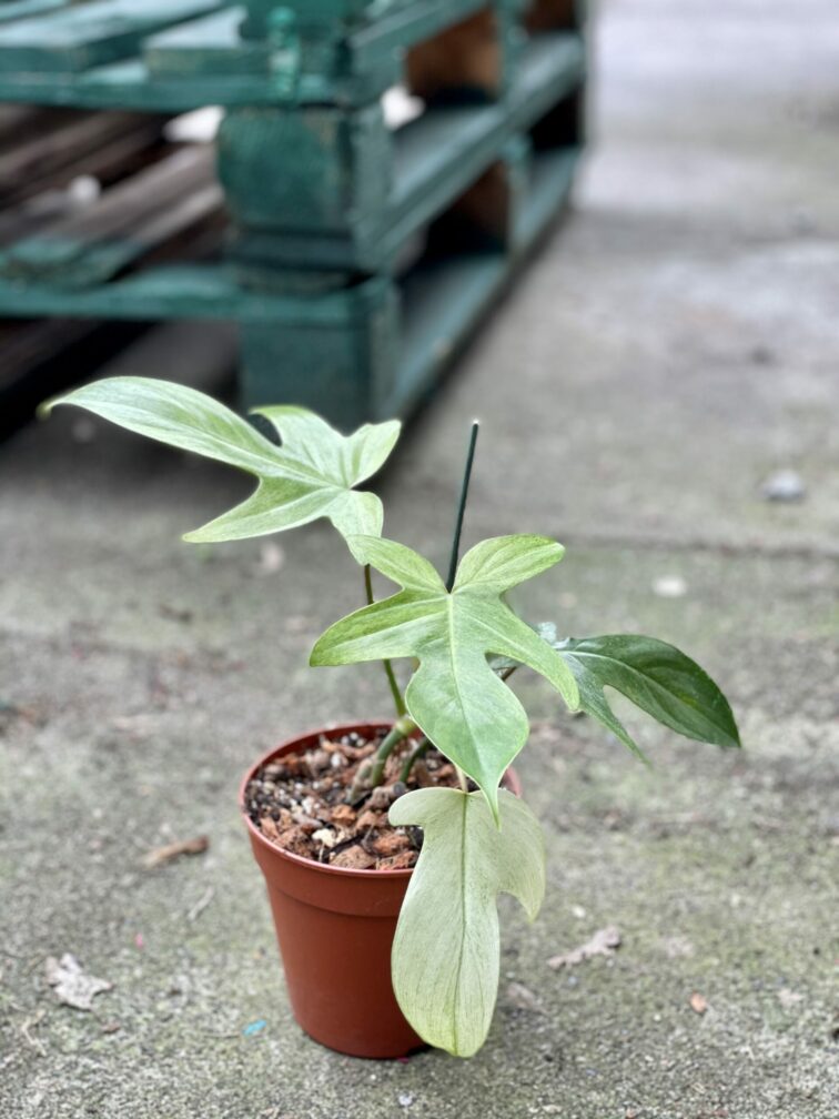 Zdjęcie rośliny Philodendron Florida Ghost, ujęcie 2