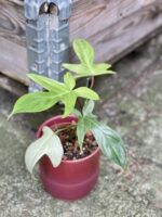 Zdjęcie rośliny Philodendron Florida Ghost, ujęcie 3