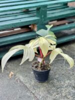 Zdjęcie rośliny Philodendron Florida Ghost, ujęcie 2
