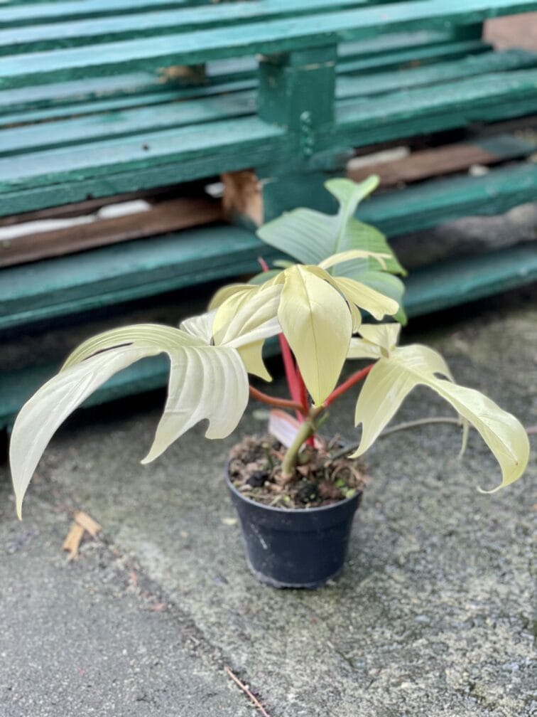 Zdjęcie rośliny Philodendron Florida Ghost, ujęcie 2