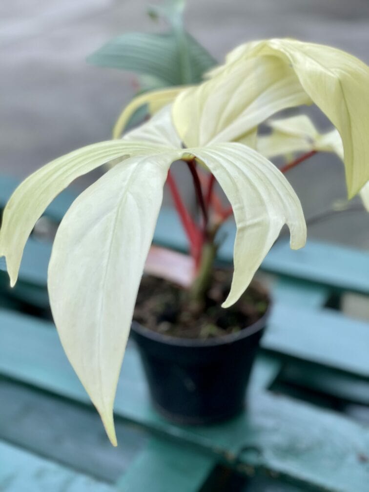 Zdjęcie rośliny Philodendron Florida Ghost, ujęcie 3
