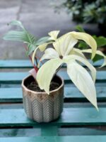 Zdjęcie rośliny Philodendron Florida Ghost, ujęcie 4