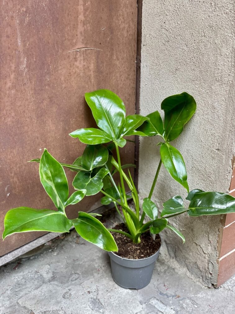 Zdjęcie rośliny Philodendron Fun Bun, ujęcie 1