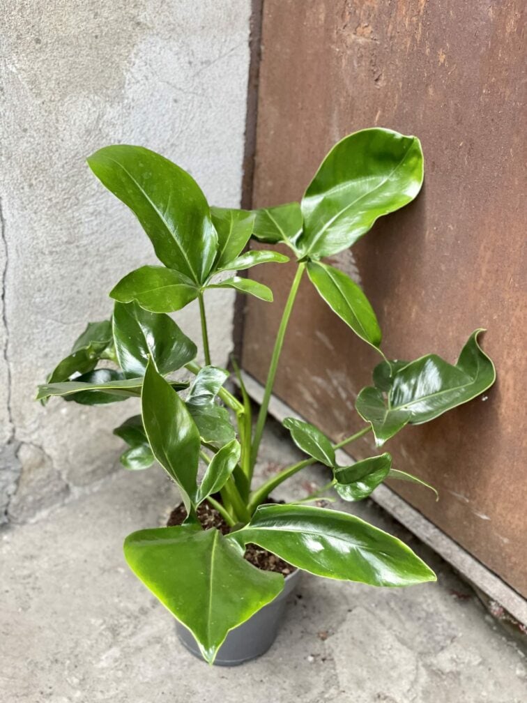 Zdjęcie rośliny Philodendron Fun Bun, ujęcie 2