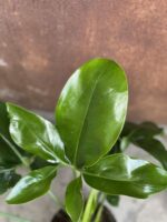 Zdjęcie rośliny Philodendron Fun Bun, ujęcie 3