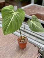 Zdjęcie rośliny Philodendron gloriosum, ujęcie 1
