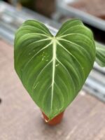 Zdjęcie rośliny Philodendron gloriosum, ujęcie 2
