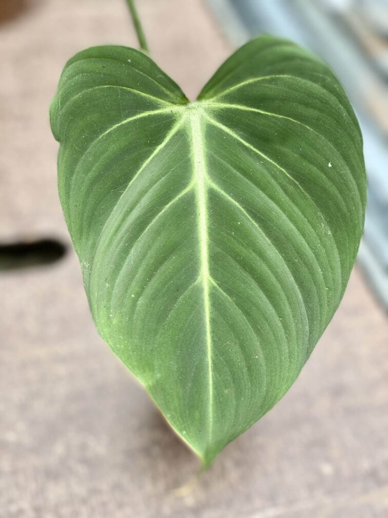 Zdjęcie rośliny Philodendron gloriosum, ujęcie 3