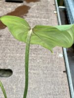 Zdjęcie rośliny Philodendron gloriosum, ujęcie 4