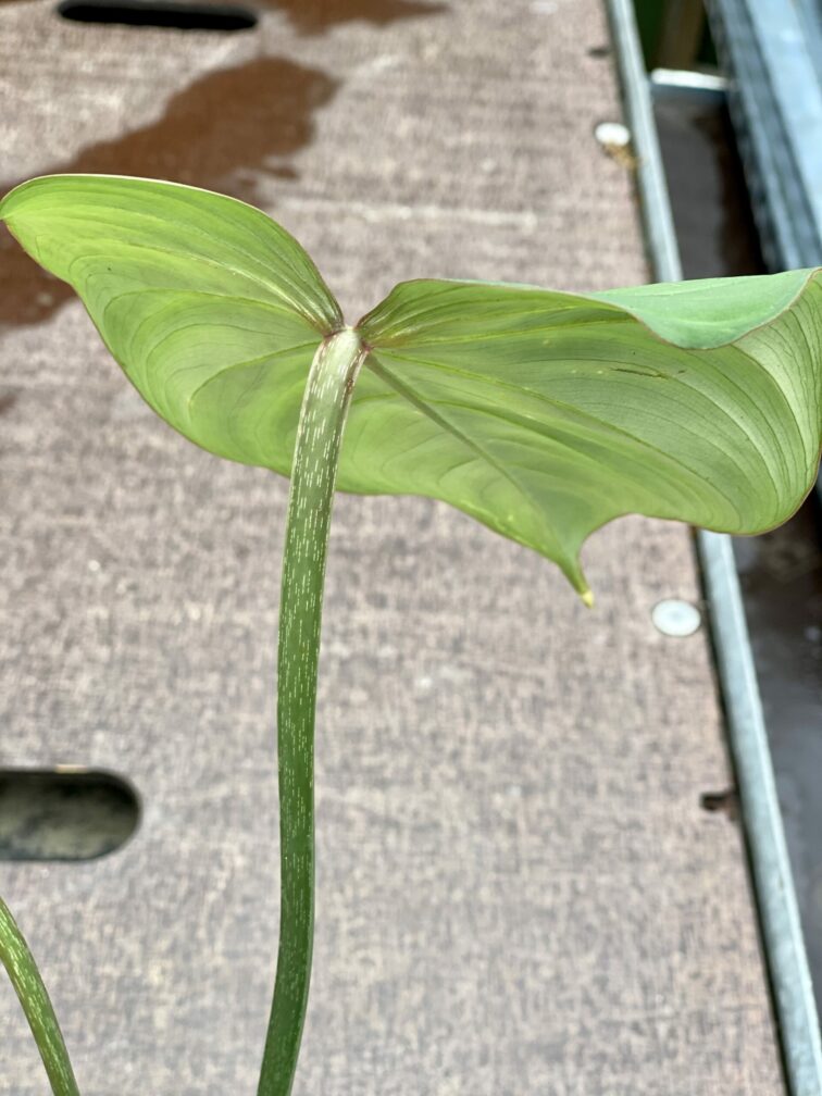 Zdjęcie rośliny Philodendron gloriosum, ujęcie 4