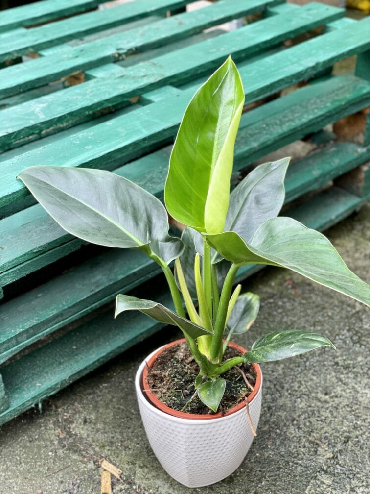 Zdjęcie rośliny Philodendron Millions, ujęcie 1