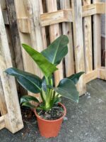 Zdjęcie rośliny Philodendron Millions, ujęcie 2