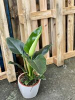 Zdjęcie rośliny Philodendron Millions, ujęcie 3