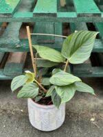 Zdjęcie rośliny Philodendron nangaritense, ujęcie 1