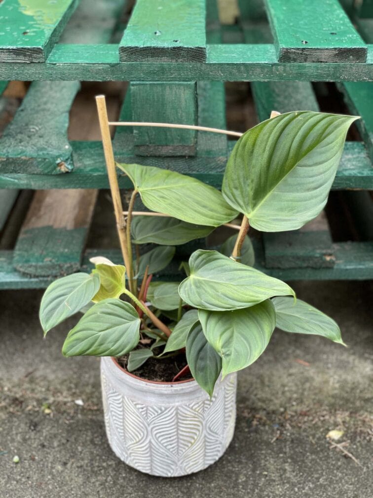 philodendron-nangaritense_15x40-1_1622278869.jpg Zdjęcie rośliny Philodendron nangaritense, ujęcie 1