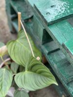 Zdjęcie rośliny Philodendron nangaritense, ujęcie 2