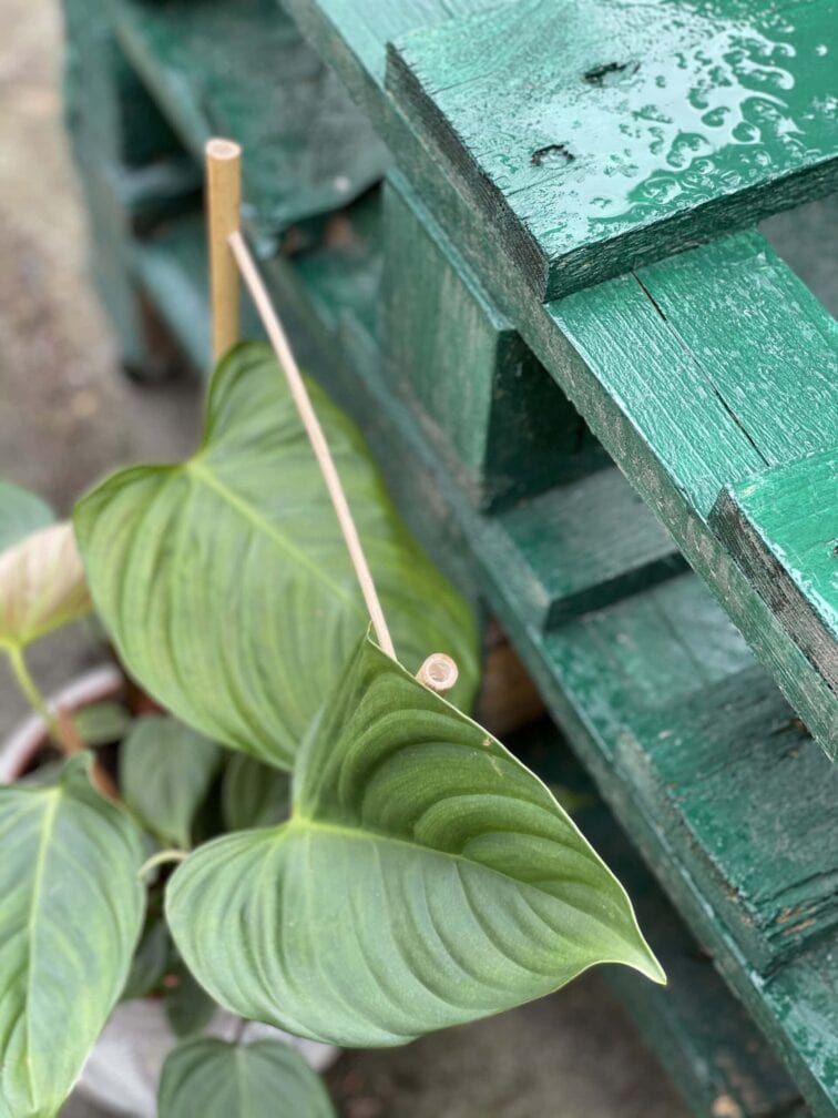Zdjęcie rośliny Philodendron nangaritense, ujęcie 2