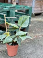 Zdjęcie rośliny Philodendron nangaritense, ujęcie 3