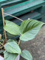 Zdjęcie rośliny Philodendron nangaritense, ujęcie 4