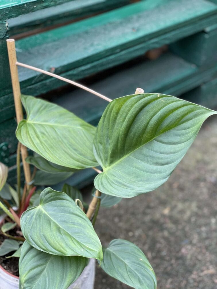 Zdjęcie rośliny Philodendron nangaritense, ujęcie 4
