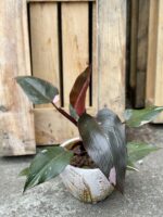 Zdjęcie rośliny Philodendron Pink Princess, ujęcie 1