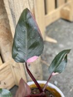 Zdjęcie rośliny Philodendron Pink Princess, ujęcie 2