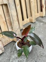 Zdjęcie rośliny Philodendron Pink Princess, ujęcie 3