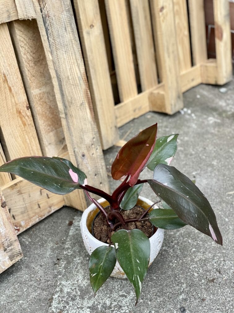 Zdjęcie rośliny Philodendron Pink Princess, ujęcie 3